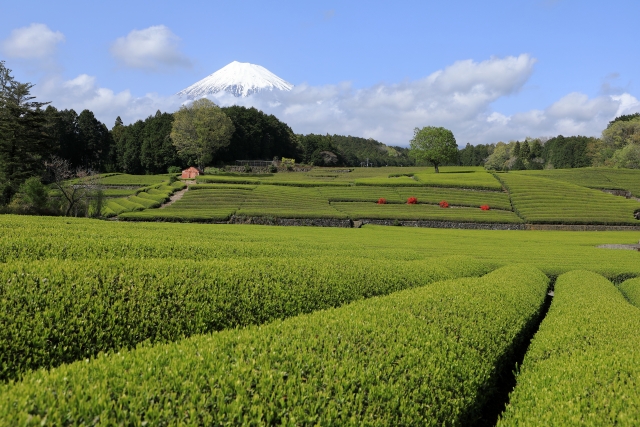 静岡県　富士山と茶畑